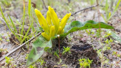 Lachenalia reflexa, photographed by Jacques van der Merwe