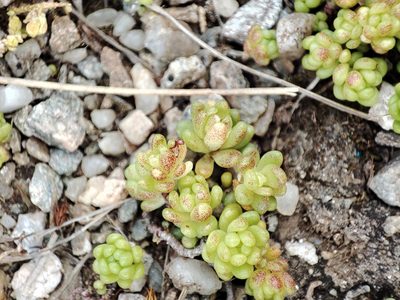 Sedum alpestre, photographed by xulescu_g