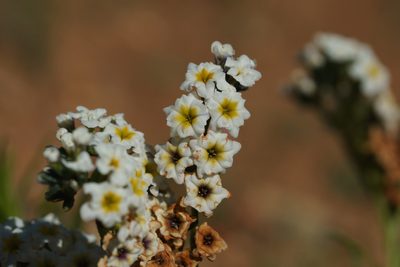 Heliotropium stenophyllum, photographed by Jorge Herreros de Lartundo