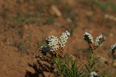 Heliotropium stenophyllum, photographed by Jorge Herreros de Lartundo