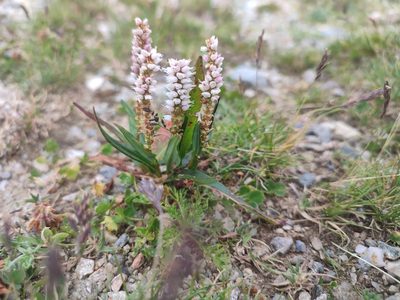 Persicaria vivipara, photographed by xulescu_g