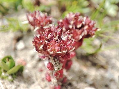 Sedum atratum, photographed by xulescu_g