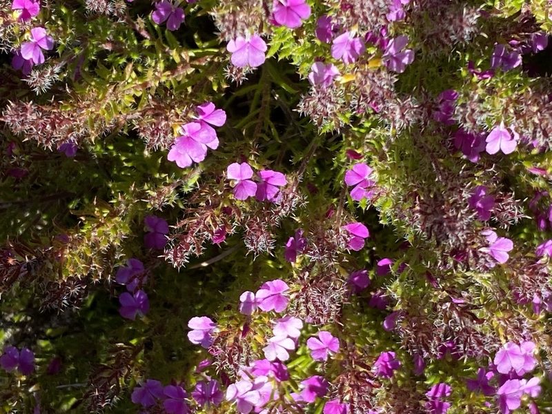 Muraltia ciliaris, photographed by Christina