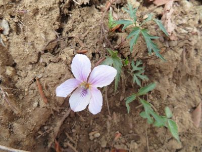 Viola eizanensis, photographed by Marco Mussita