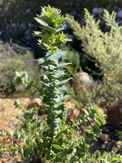 Cliffortia reniformis, photographed by Christina