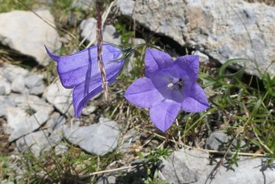 Campanula scheuchzeri, photographed by Rafael Medina