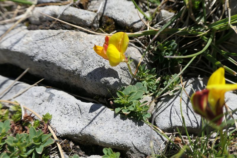 Lotus alpinus, photographed by Rafael Medina