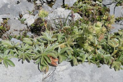 Potentilla nivalis, photographed by Rafael Medina