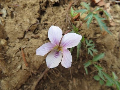 Viola eizanensis, photographed by Marco Mussita