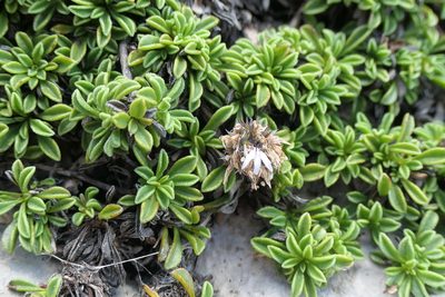 Globularia repens, photographed by Rafael Medina