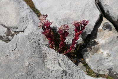 Sedum atratum, photographed by Rafael Medina
