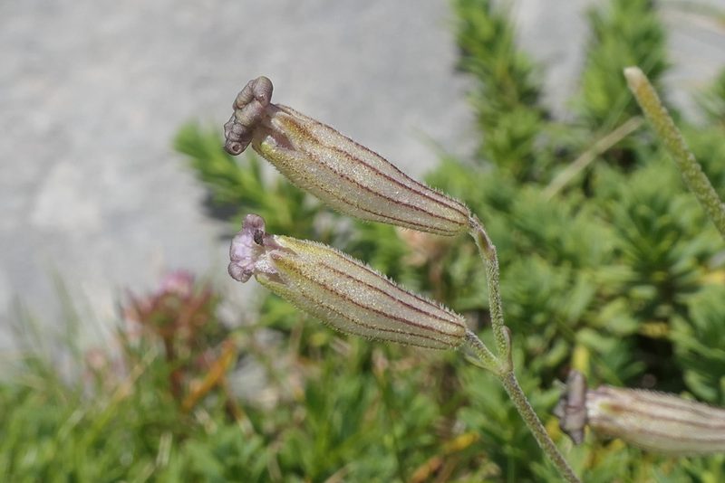 Silene ciliata, photographed by Rafael Medina