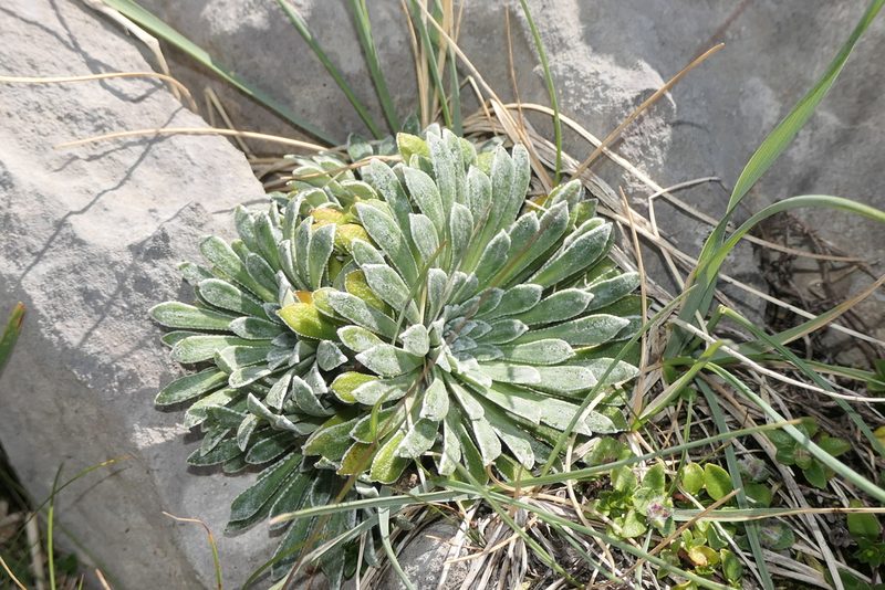 Saxifraga longifolia, photographed by Rafael Medina