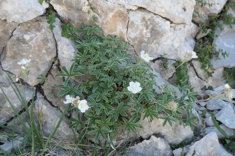 Potentilla alchimilloides, photographed by Rafael Medina