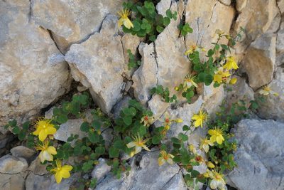 Hypericum nummularium, photographed by Rafael Medina