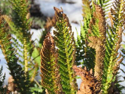 Polystichum plicatum, photographed by Nicolas Olejnik