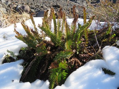 Polystichum plicatum, photographed by Nicolas Olejnik