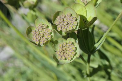Bupleurum angulosum, photographed by Rafael Medina