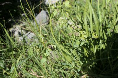 Bupleurum angulosum, photographed by Rafael Medina