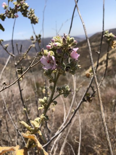Malacothamnus davidsonii, photographed by paulexcoff