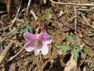 Viola eizanensis, photographed by Marco Mussita