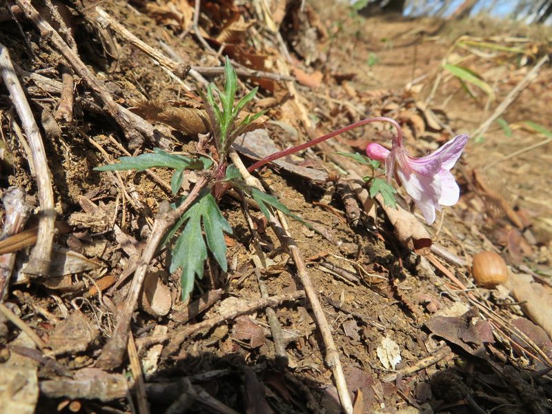Viola eizanensis, photographed by Marco Mussita