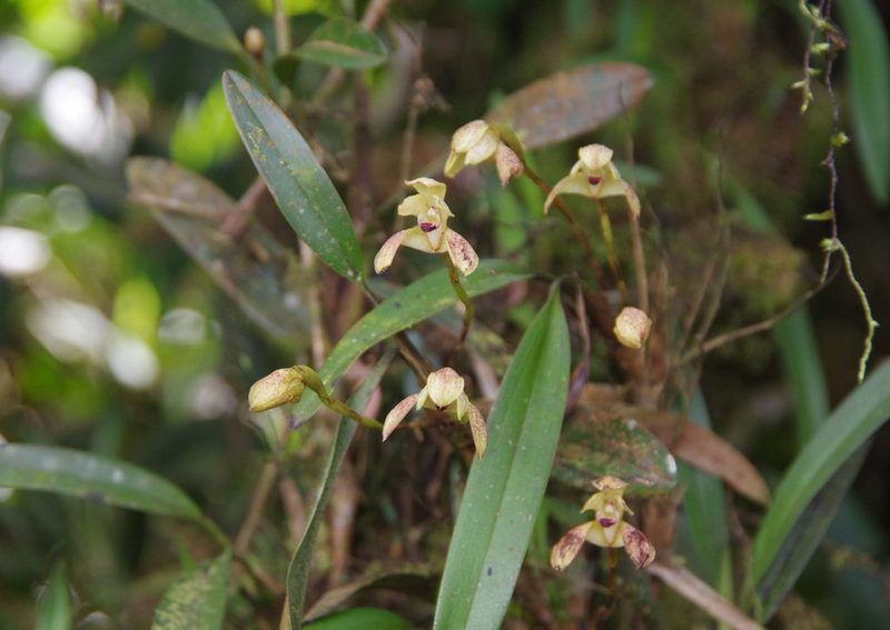 Maxillaria cryptobulbon, photographed by Thibaud Aronson