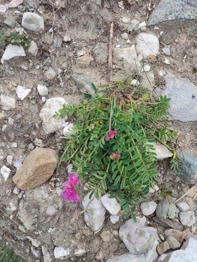 Onobrychis montana, photographed by xulescu_g