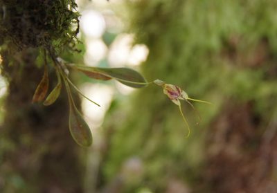 Masdevallia nidifica, photographed by Thibaud Aronson