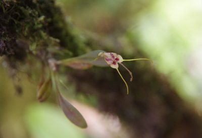 Masdevallia nidifica, photographed by Thibaud Aronson