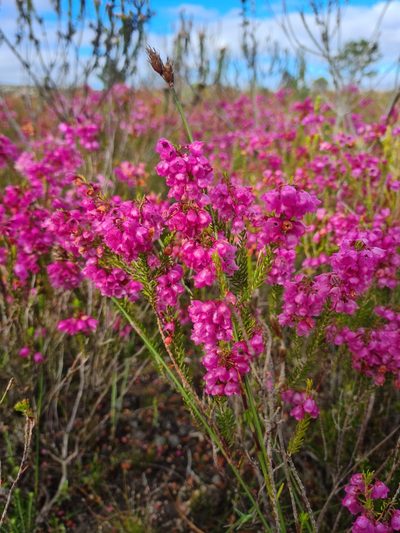 Erica axilliflora, photographed by Rebecca Dames