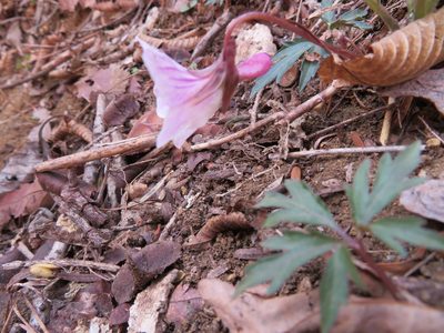 Viola eizanensis, photographed by Marco Mussita