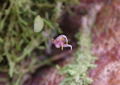Masdevallia amanda, photographed by Thibaud Aronson