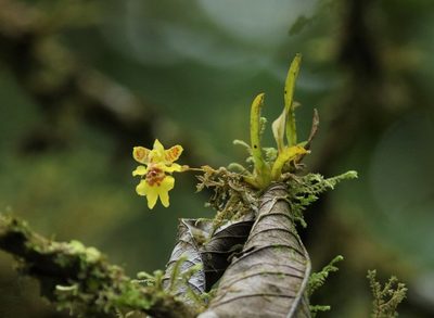 Erycina crista-galli, photographed by Thibaud Aronson