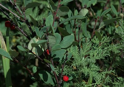 Cotoneaster uniflorus, photographed by Pavel Komkov