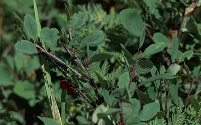 Cotoneaster uniflorus, photographed by Pavel Komkov