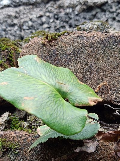 Parahemionitis arifolia, photographed by Pranav Chandra Bose