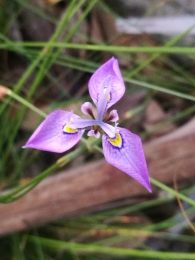 Moraea algoensis, photographed by chrishorak