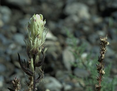 Castilleja pallida, photographed by Pavel Komkov