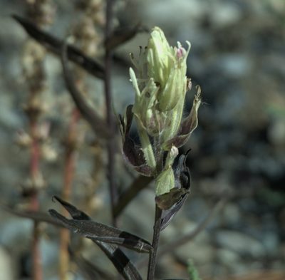 Castilleja pallida, photographed by Pavel Komkov