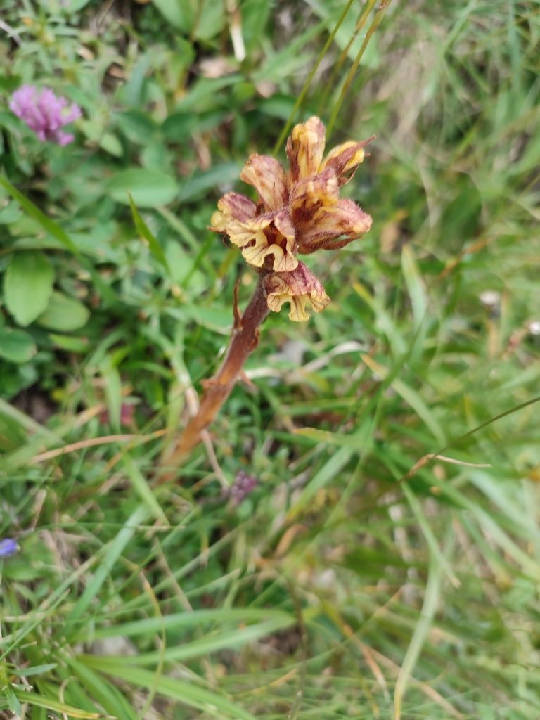 Orobanche pancicii, photographed by xulescu_g