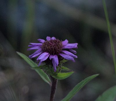 Eurybia sibirica, photographed by Pavel Komkov