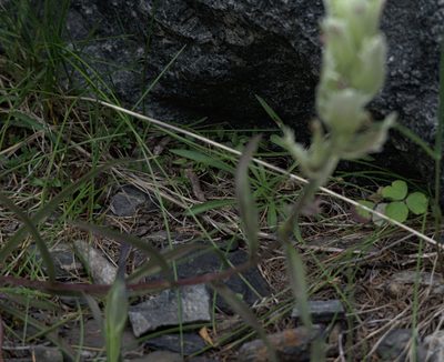Castilleja pallida, photographed by Pavel Komkov