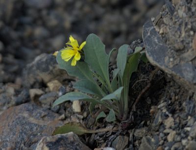 Askellia pygmaea