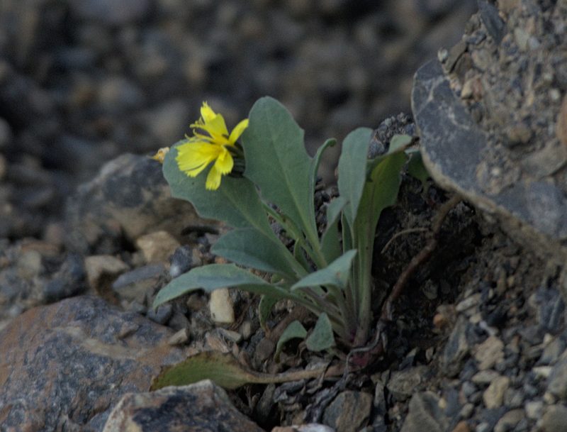 Askellia pygmaea, photographed by Pavel Komkov