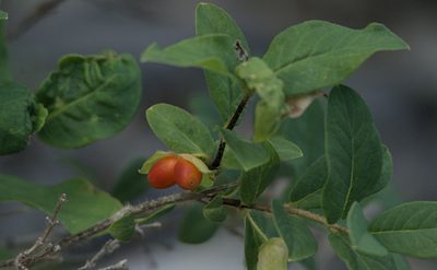 Lonicera hispida, photographed by Pavel Komkov