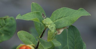 Lonicera hispida, photographed by Pavel Komkov