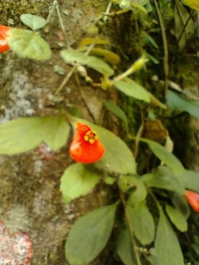 Pachycaulos nummularia, photographed by Dante Calienno
