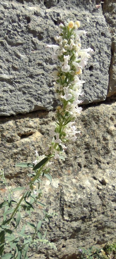 Nepeta nepetella, photographed by Santiago Martín-Bravo