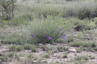 Ipomoea sescossiana, photographed by Juan Cruzado Cortés